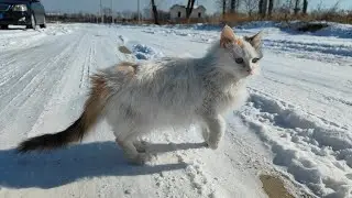 长毛猫咪在雪地里玩耍！Long-haired cats are playing in the snow！