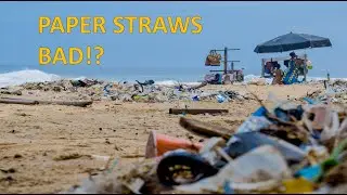 Are PAPER STRAWS BAD for the environment?