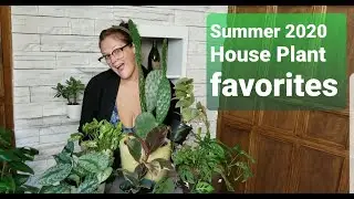 Summer 2020 House Plant Favorites!