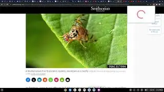 Were BILLIONS of Weaponized Mosquitoes and Fruit Flies DEPLOYED Over our Cities in Entomological War