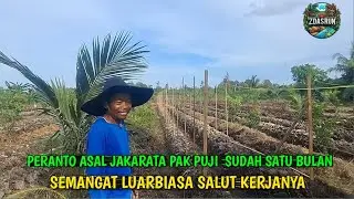 1 BULAN TINGGAL DI TRANSMIGRASI  PERANTO SATU INI BIKIN BEDENGAN SUDAH SAMPE 100 METER 