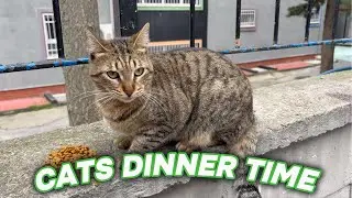 I Fed Hungry Stray Cats and a Dog Tonight… This Is What Happened