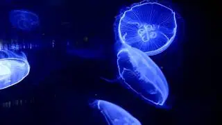 Fluorescent Jellyfish (Glow in the Dark)