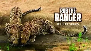 Leopard Mother And Son Reunion | Archive Big Cat Footage