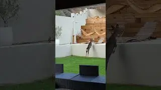 Deer Jump | Wildlife House 🐆🏡