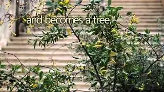 The Mustard Tree