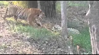 Jai Playing with T6 cub
