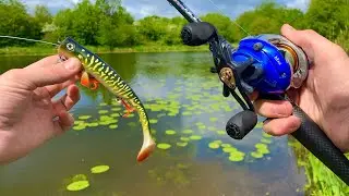 Whats Lurking About In My Local Estate Pond!!