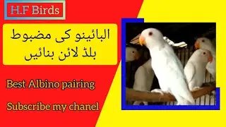 Albino redeyes pairing |how to strong bloodline albino redeyes |#albino #lovebirds #birds