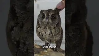 Funny owl #owl #owls #funny #fpy #fpyシ