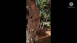 جولة معي في حديقه التجارب بالرباط منضر خطيير وغاية في الروعة تعال تمتع معانا #jardin_d'essai #rabat