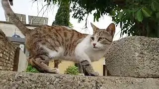 cat meow meow in heavy rain sound and thunderstorm😺🌹❤️