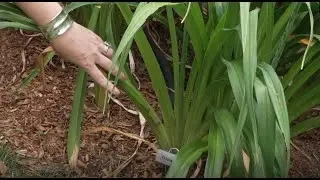 Labeling Your Plants in the Garden