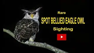 Spot bellied eagle owl