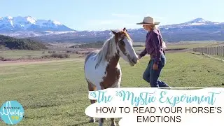 How to Read Your Horse's Emotions