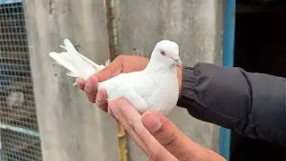 🕊️मोगा से जतिन्दर सिंग के घर से 35 कबूतर उड़ान की गारंटी के साथ बिक्री के लिए उपलब्ध है(8544852583)