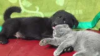 Black German shepherd Ask For Attention From A Cute Little Cat