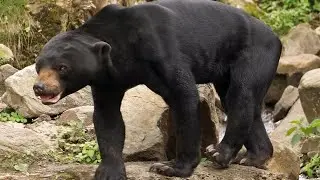 One of the most aggressive bears that does not hibernate.