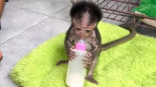 baby monkey wini drinks milk and her stomach almost explodes