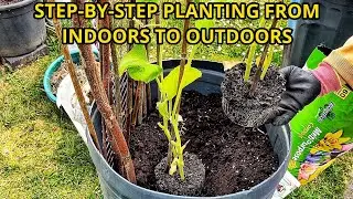 HOW TO GROW BOTTLE GOURD IN UK + PLANTING BOTTLE GOURD | STEP-BY-STEP GUIDE | SHOKHER BAGAN