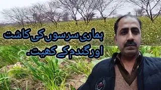 Sarson Canola Ki Kasht//گندم کے کھیت//RiazAhmad786//MyVolgEnrertainment.