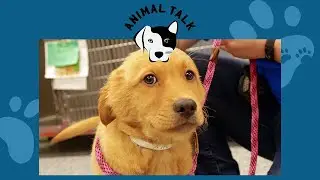 Tips and tricks for training a new puppy | Animal Talk