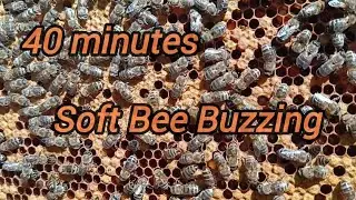 The Hum of Bees | White Noise | Healing Sounds