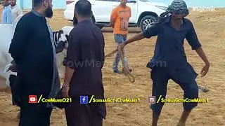 BM Afridi Cattle Farm 2018Cow Mandi 021 - Sohrab Goth Cow Mandi - Cattle Farm - Giants Bulls 2018