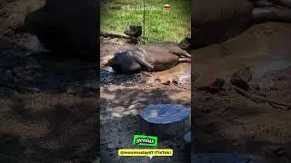 Why Pigs LOVE Mud &ndash; The Surprising Science 🐷 #shorts #buzzbilt