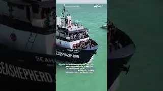 Vaquita: World&rsquo;s rarest marine mammal captured on video after extinction fears | #yahooaustralia