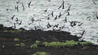Oc&eacute;anite t&eacute;thys (Hybrobates t. tethys) Wedge-rumped Storm Petrel