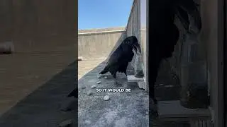 Proof That Crows Have 200 IQ! 🤯