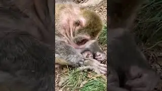Poor old monkey lonely