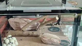 Homemade ant nest #ants #anthive #antnest 