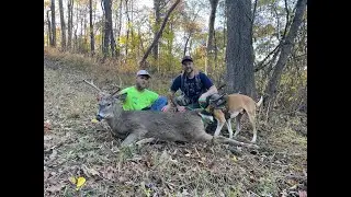 Tracking gut shot deer after the odds are stacked against us (another dog already tracked the deer)
