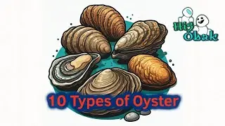 10 Types of oyster  #hi5obak