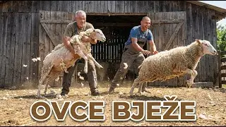 ROLE I ENIZ ŠIŠAJU OVCE😂