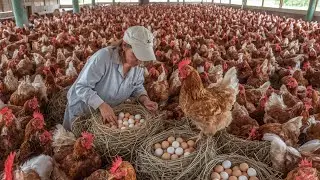 Raising Egg-Laying Chickens in the Countryside | Rural Life.
