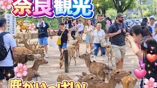 日本最高すぎる!! 奈良公園を満喫する外国人観光客の反応外国人の女の子たちが鹿と愛情あふれるひとときを過ごし、座ってお互いの耳を掻き合う」外国人の女の子たちがやって来た🦌🌿