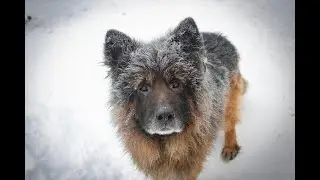 Kiedy Psu i Kotu jest zbyt Zimno