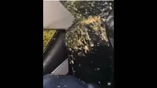 Наблевала в такси