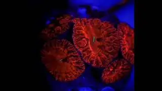 Esse é top #coral #aquariomarinho #aquarium 