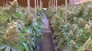 Ohio House passes bill that would ban intoxicating hemp products, revise state's marijuana laws
