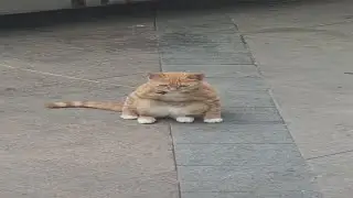 Cat Sitting Like Human | Cat Acting Like Human