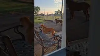 Ginger and Jimmy