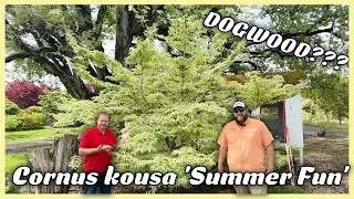 Cornus kousa 'Summer Fun' White Variegated Chinese Dogwood