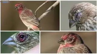 Cut Down On Disease By Keeping Your Bird Feeders Clean