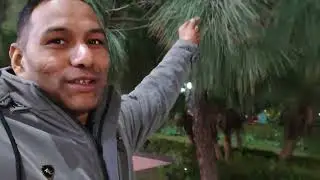 *🌲 Delhi mai pahli bar dekha pine tree🌲