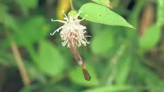 クチナガガガンボ/Elephantomyia sp. 03_241027_森林公園