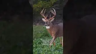 America&rsquo;s Wild Symbol #whitetaileddeer #funfacts